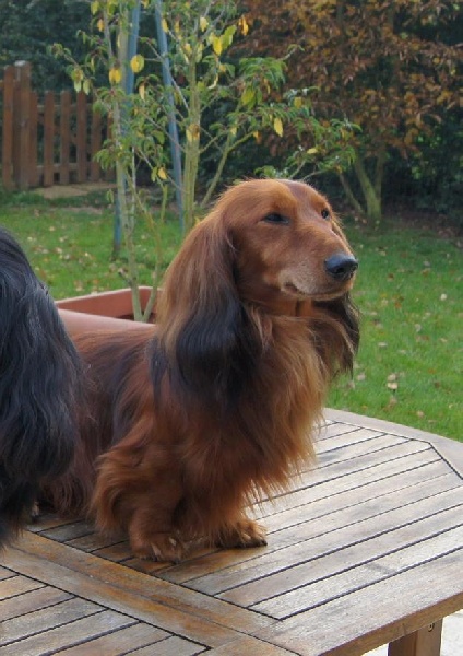 Vroum Du chene daniele