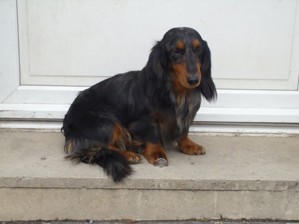 Brindille vom Teufelslied