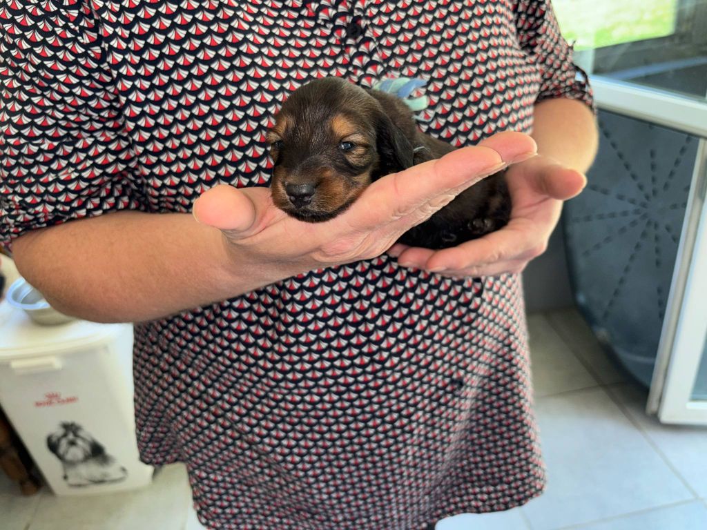 De La Vallee De Teckelis - Chiots disponibles - Teckel poil long
