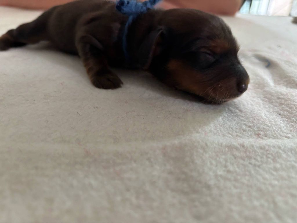 De La Vallee De Teckelis - Chiots disponibles - Teckel poil long