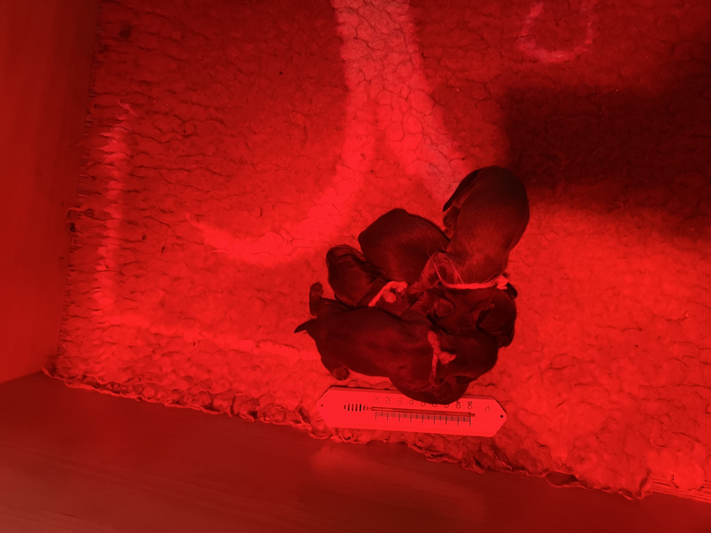 Chiot Teckel poil long De La Vallee De Teckelis