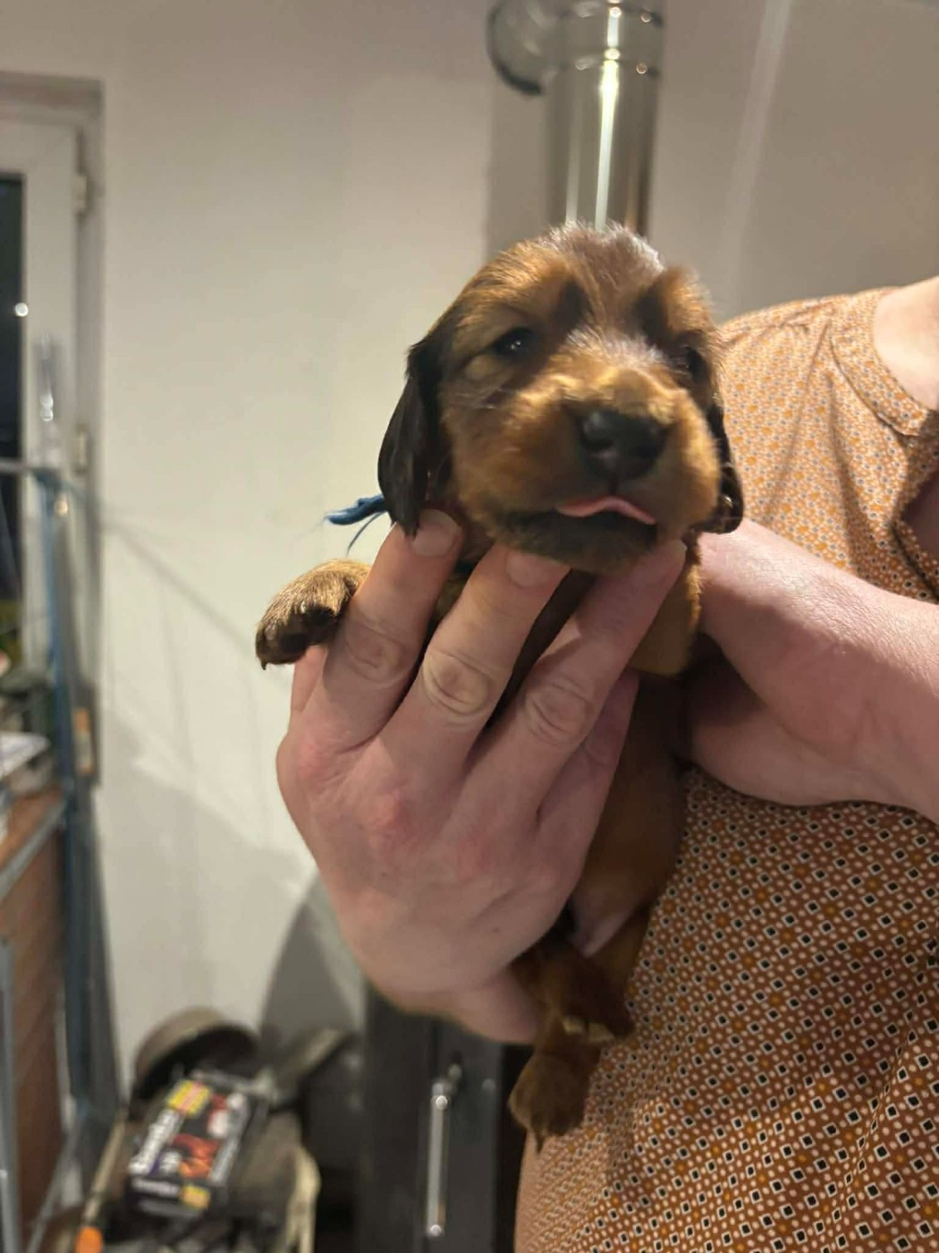 De La Vallee De Teckelis - Chiots disponibles - Teckel poil long