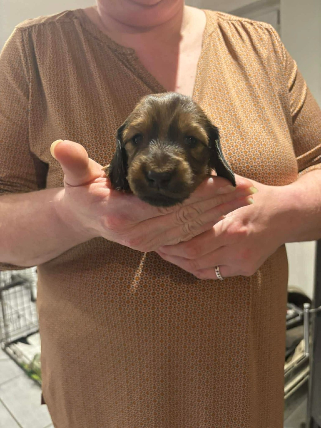 De La Vallee De Teckelis - Chiots disponibles - Teckel poil long