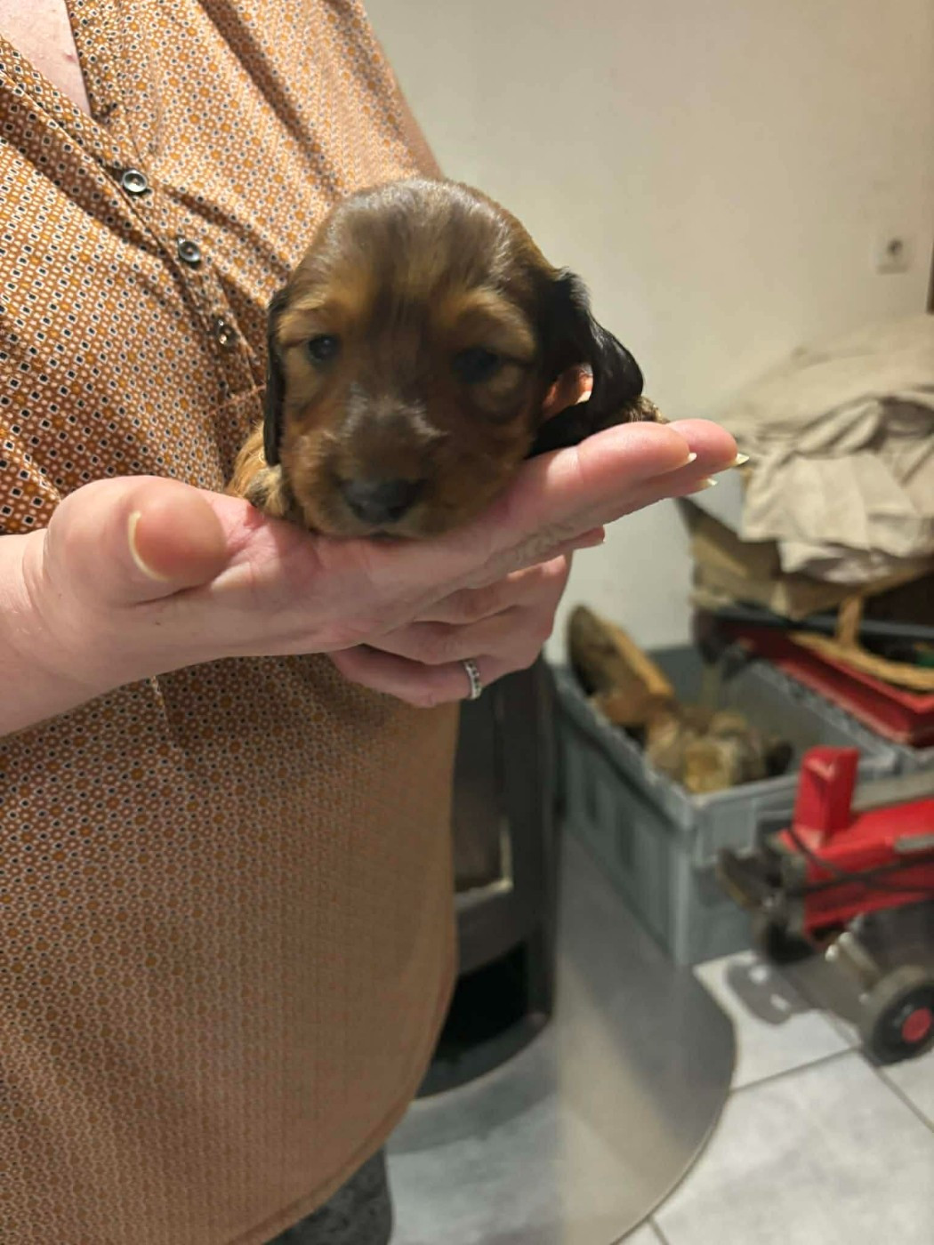 De La Vallee De Teckelis - Chiots disponibles - Teckel poil long