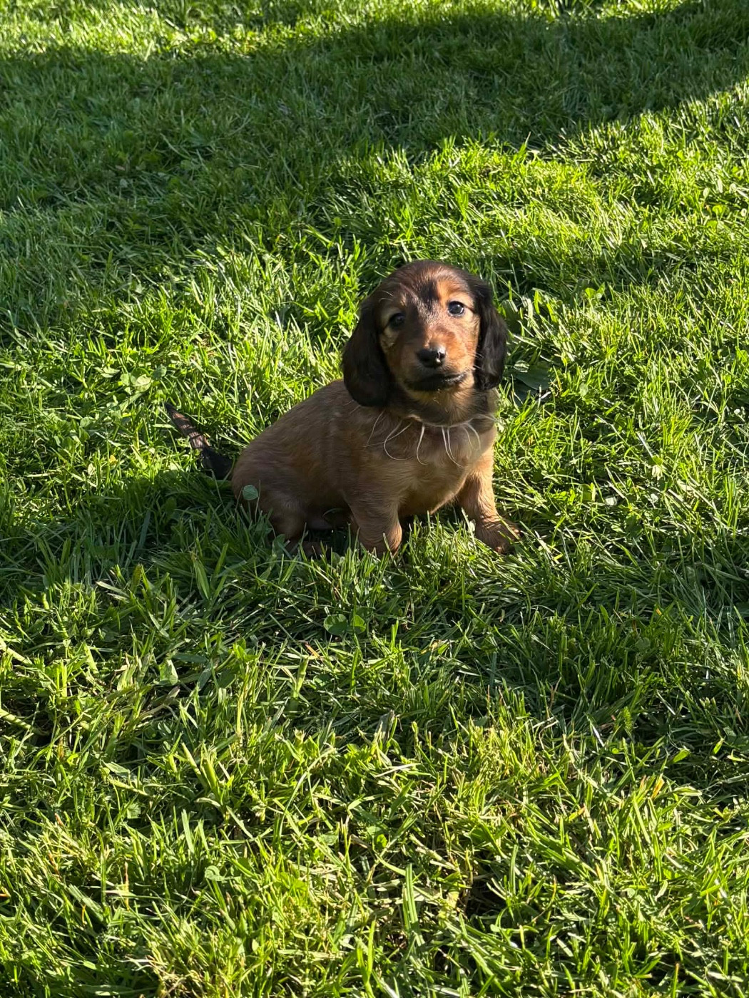 De La Vallee De Teckelis - Chiots disponibles - Teckel poil long