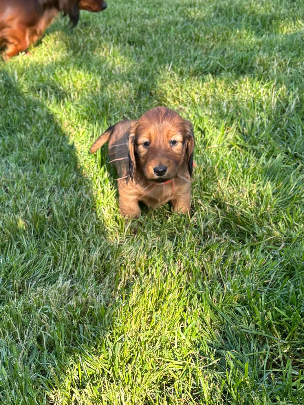 De La Vallee De Teckelis - Chiots disponibles - Teckel poil long
