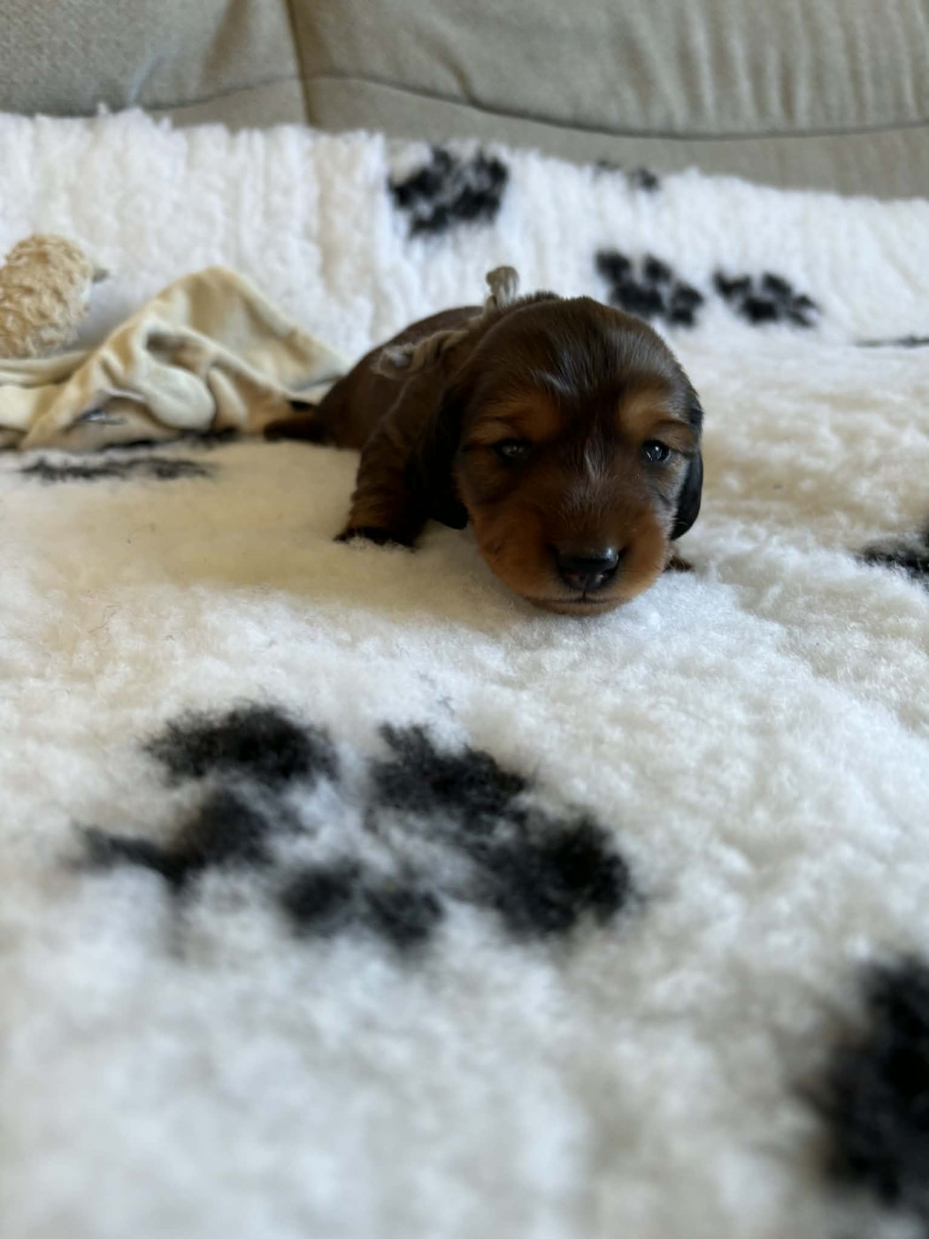 De La Vallee De Teckelis - Chiots disponibles - Teckel poil long