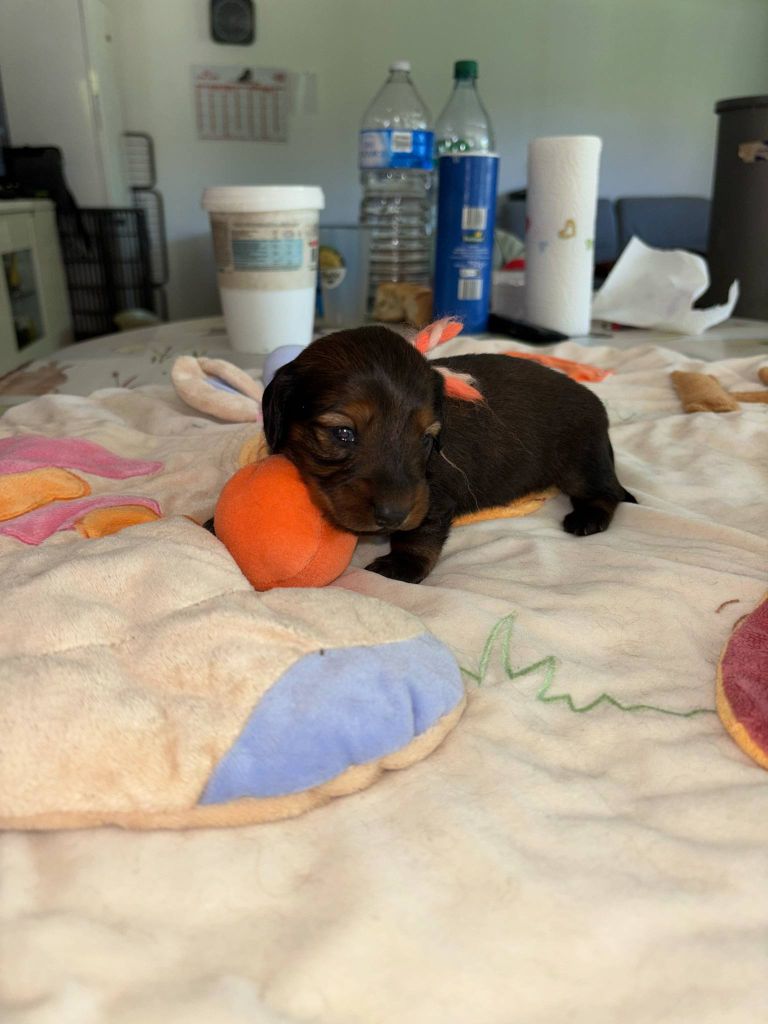 De La Vallee De Teckelis - Chiots disponibles - Teckel poil long