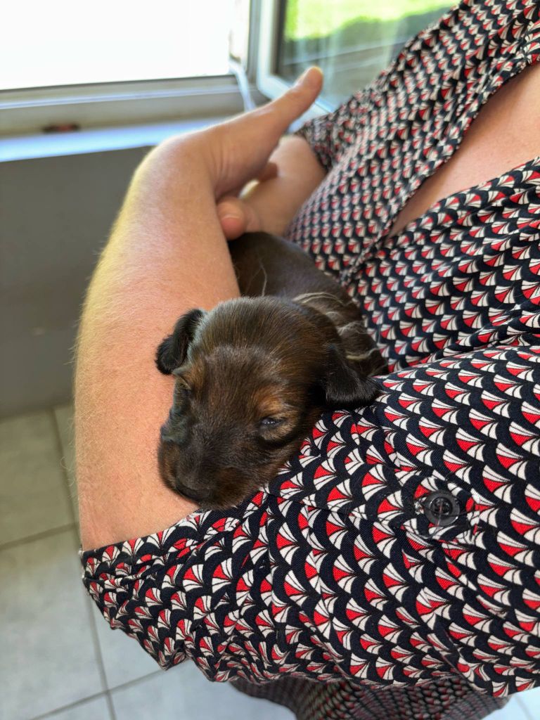 De La Vallee De Teckelis - Chiots disponibles - Teckel poil long