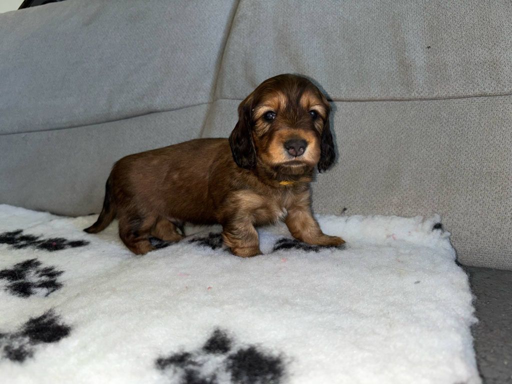 De La Vallee De Teckelis - Chiots disponibles - Teckel poil long