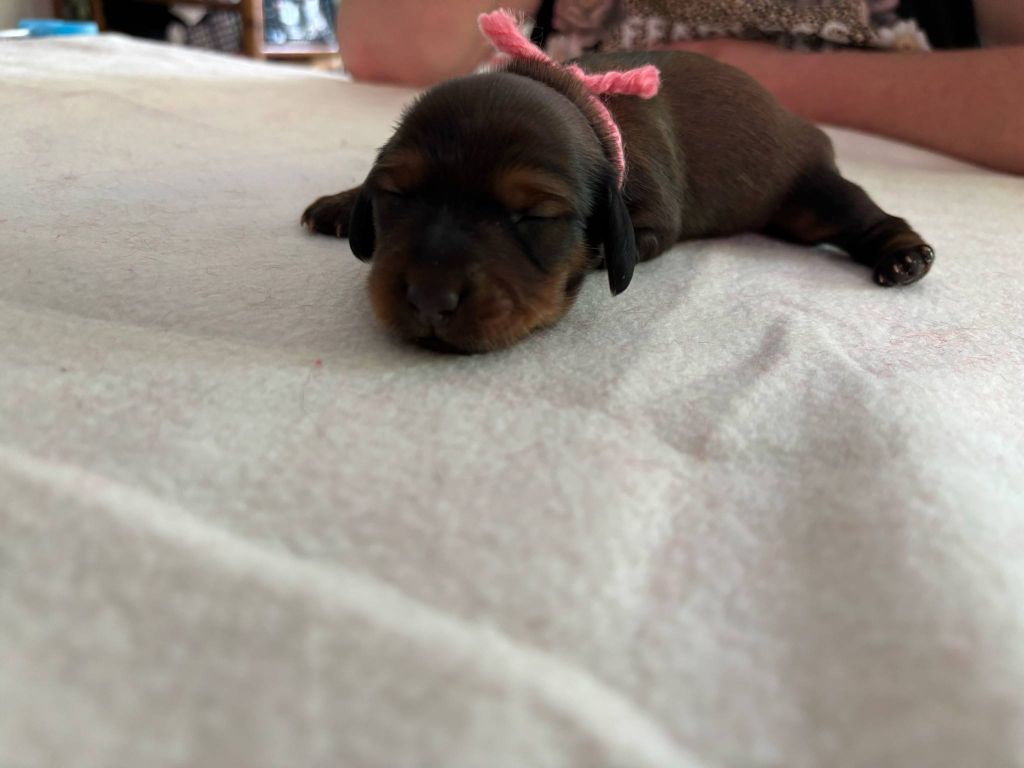 De La Vallee De Teckelis - Chiots disponibles - Teckel poil long
