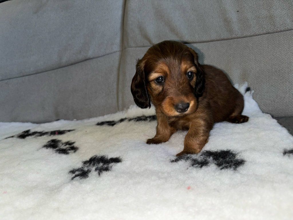 De La Vallee De Teckelis - Chiots disponibles - Teckel poil long