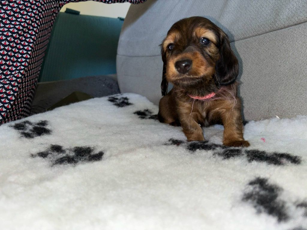 De La Vallee De Teckelis - Chiots disponibles - Teckel poil long