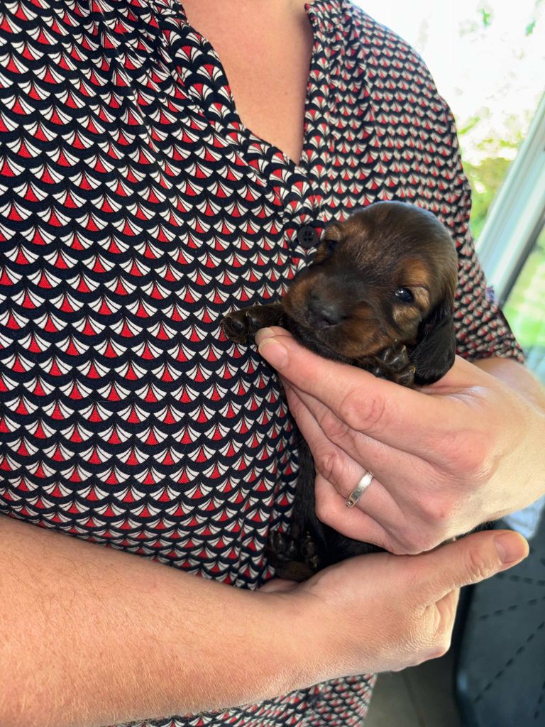 De La Vallee De Teckelis - Chiots disponibles - Teckel poil long
