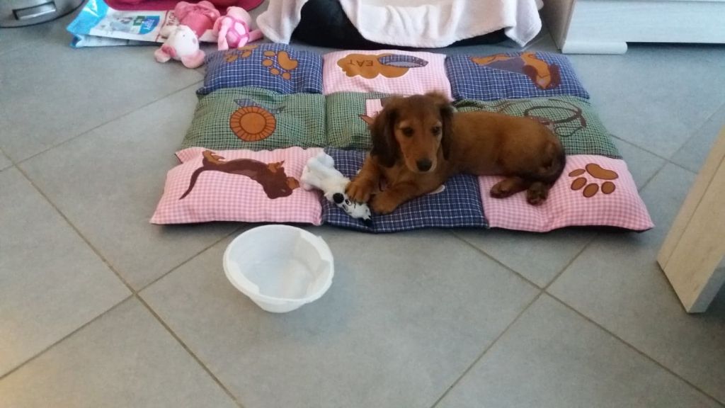 De La Vallee De Teckelis - Teckel poil long - Portée née le 16/07/2019