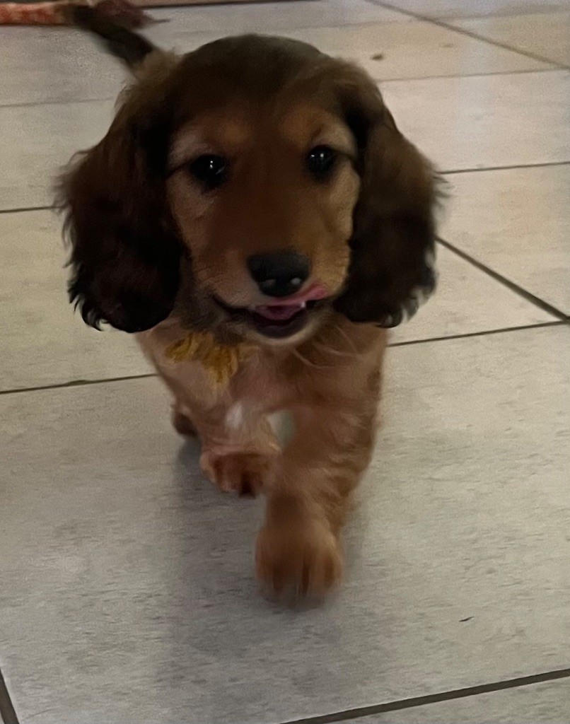 De La Vallee De Teckelis - Chiots disponibles - Teckel poil long
