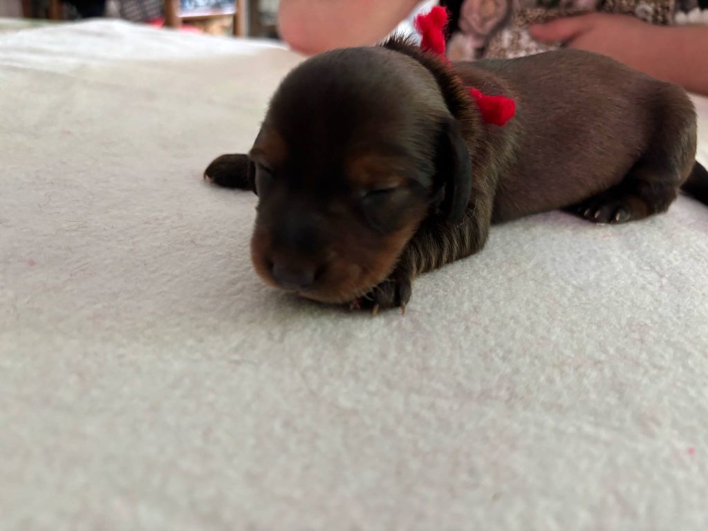 De La Vallee De Teckelis - Chiots disponibles - Teckel poil long