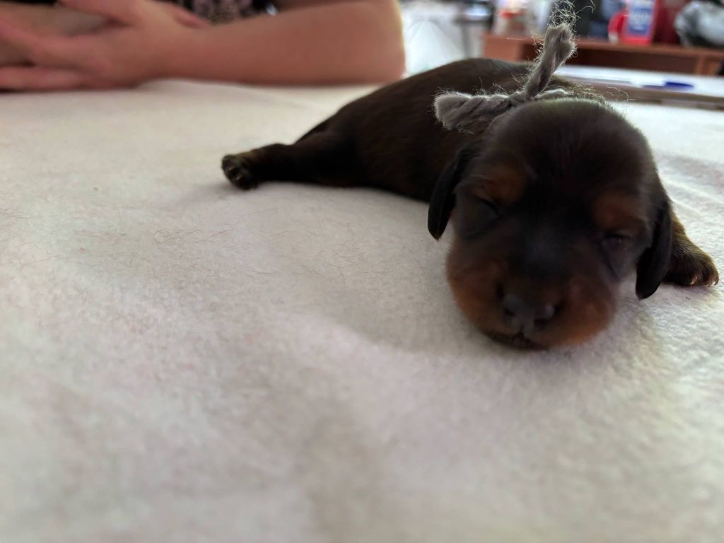 De La Vallee De Teckelis - Chiots disponibles - Teckel poil long