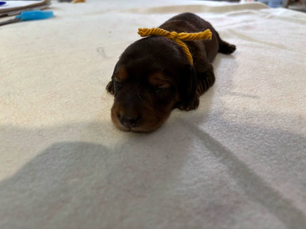 De La Vallee De Teckelis - Chiots disponibles - Teckel poil long